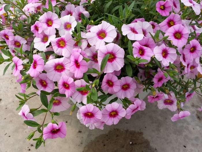 Pink petunias with yellow and magenta centers