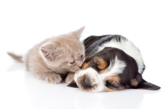 Kitten snuggles with sleeping Basset Hound puppy