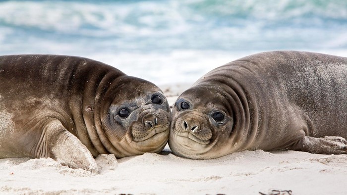 Two young elephant seals on a sandy beach