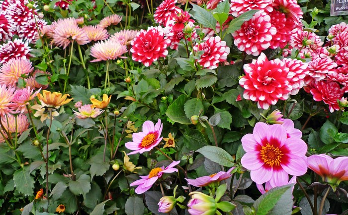 Dahlias in bloom