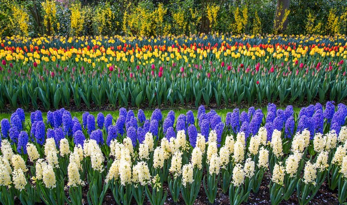 Keukenhof Gardens with Hyacinths and Tulips in the Netherlands
