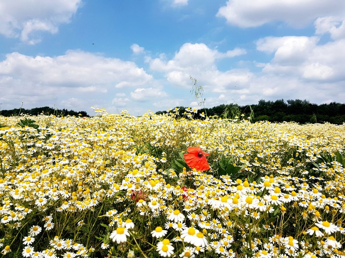 Field of Chamomile Flowers with a Single Red Poppy