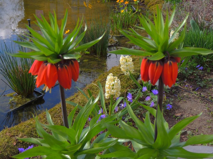 Two Imperial Crown Fritillaria flowers by a pond