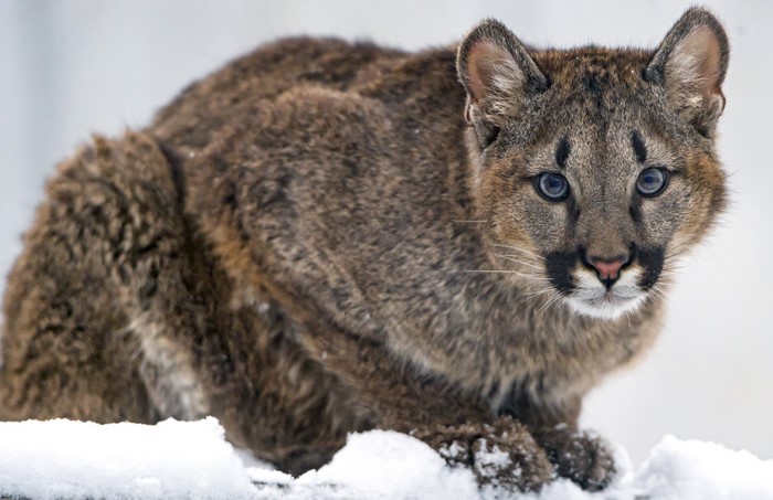 Cougar cub looking forward in snow