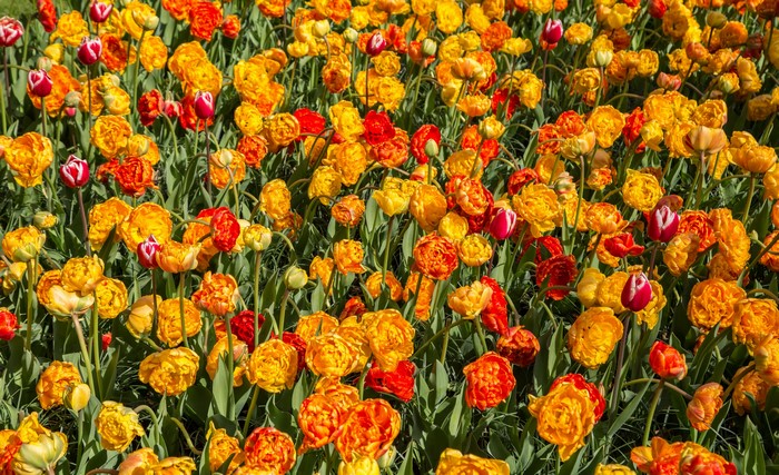 Many Tulips in a Field