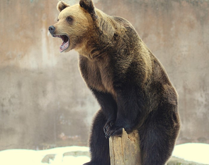 Brown Bear on a Tree Stump