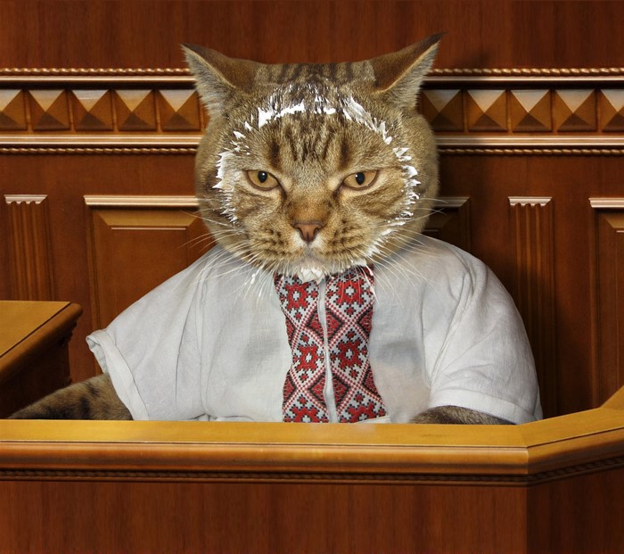 Cat in a formal shirt and embroidered tie