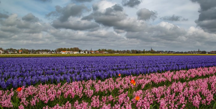 Flower fields in the Netherlands under a cloudy sky
