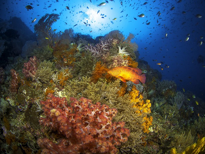 4K Underwater World with Corals and Fish