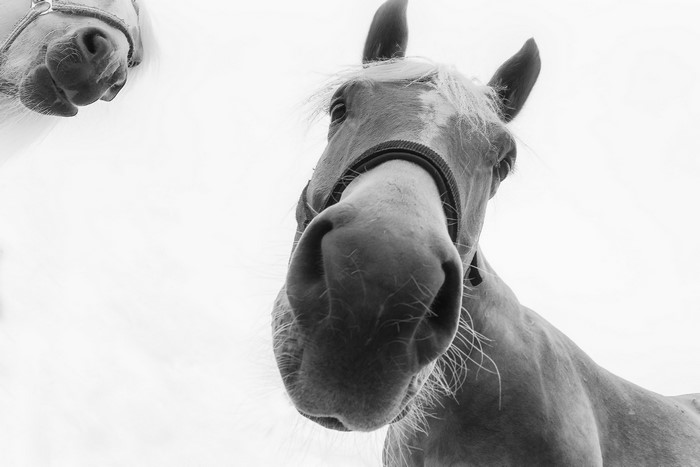 Two horses' faces close up, one in foreground