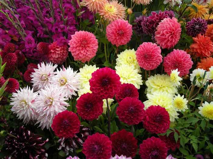 A vibrant display of various dahlias in bloom
