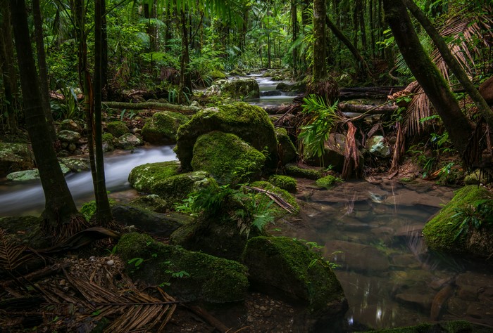 Mossy Stones and Stream in Nightcap National Park, Australia