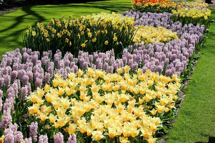 4K Keukenhof Gardens with Tulips, Hyacinths, and Daffodils