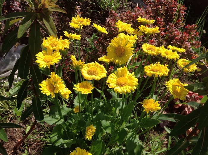 Yellow Bellis flowers in a garden