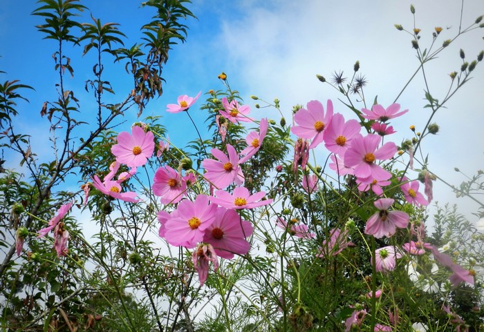 Pink Cosmos flowers against a blue sky