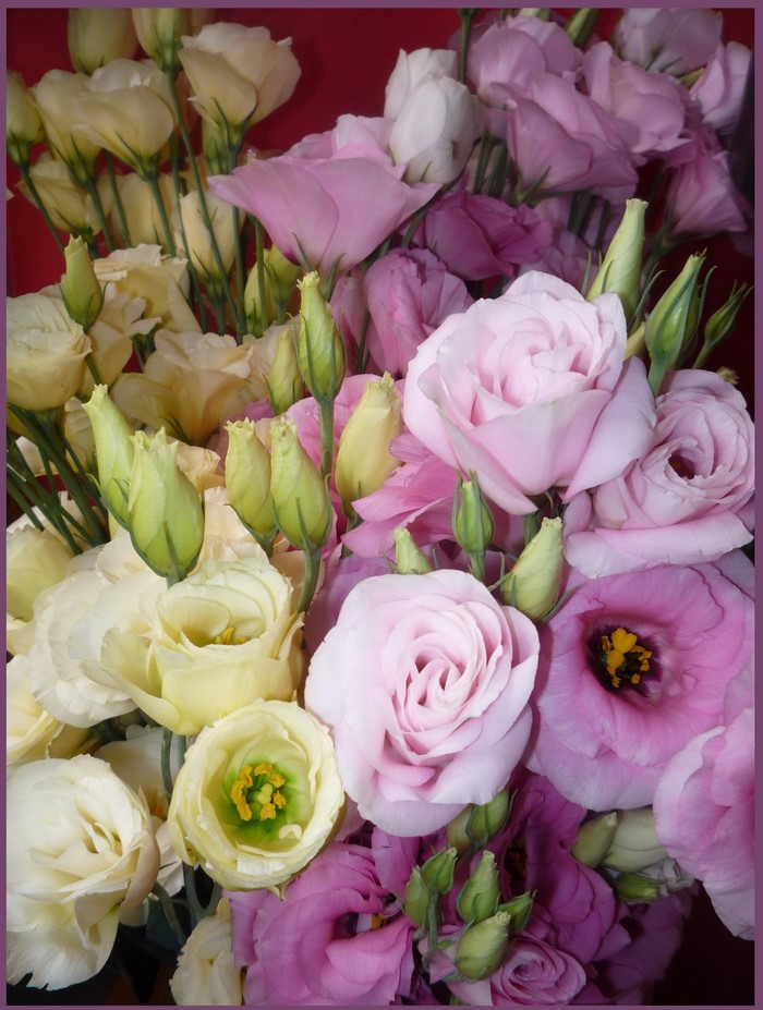 Bouquet of Eustoma flowers in various shades of pink and yellow