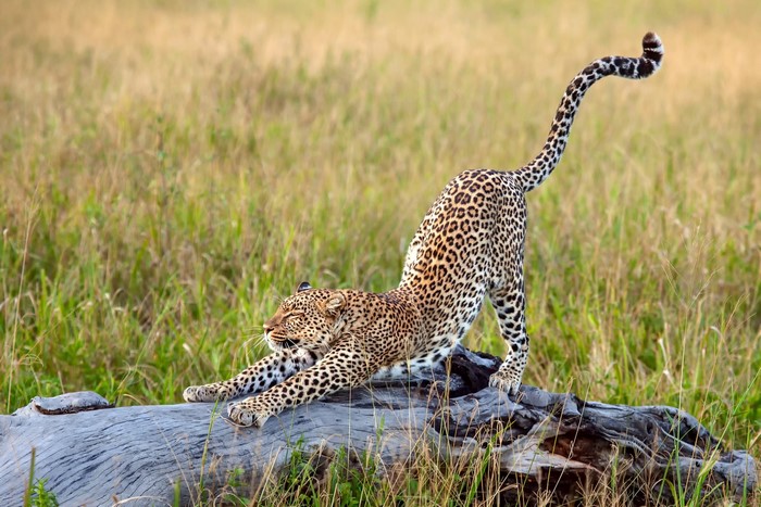 Leopard stretching on a log in a grassy field