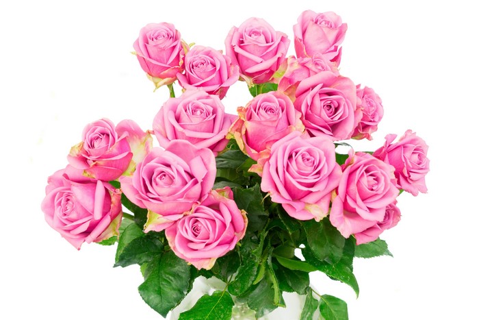 Bouquet of Pink Roses on White Background
