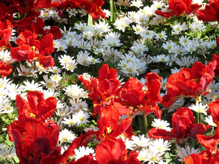 Red and white flowers in a garden