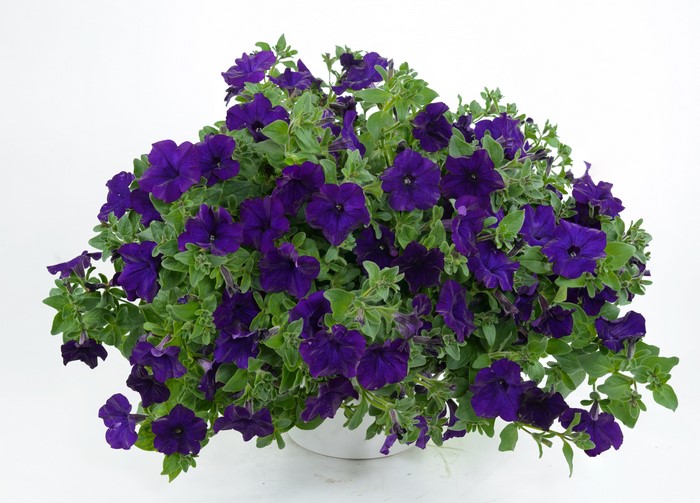 4K Violet Petunia Flowers