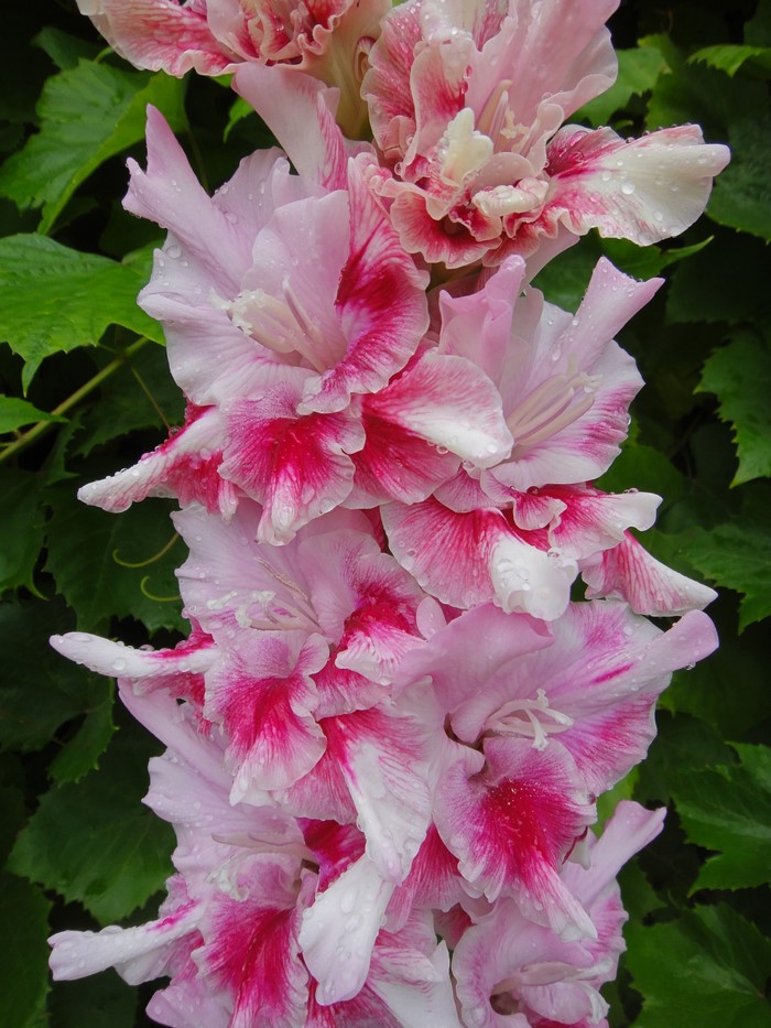 Pink and white gladiolus flowers with water droplets