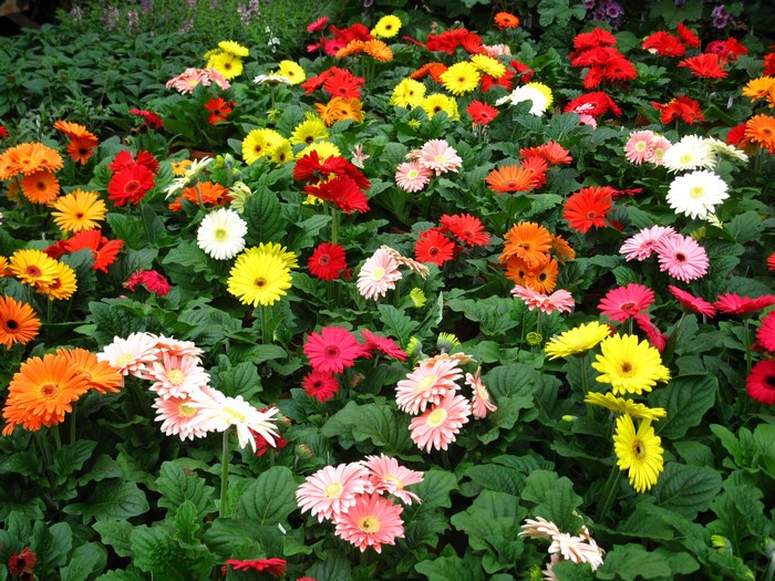 A field of colorful Gerbera daisies with green foliage