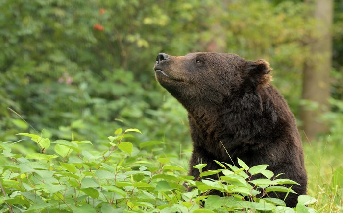 Brown Bear Head in Greenery