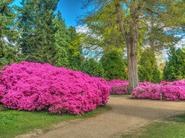 4K Rhododendron Shrubs and Trees in Sheffield Park, England
