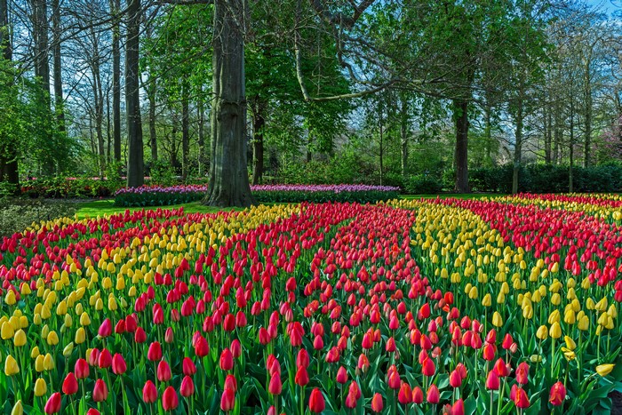 Keukenhof Gardens with Red and Yellow Tulips, Netherlands