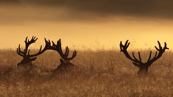 Three deer with large antlers in tall grass at sunrise