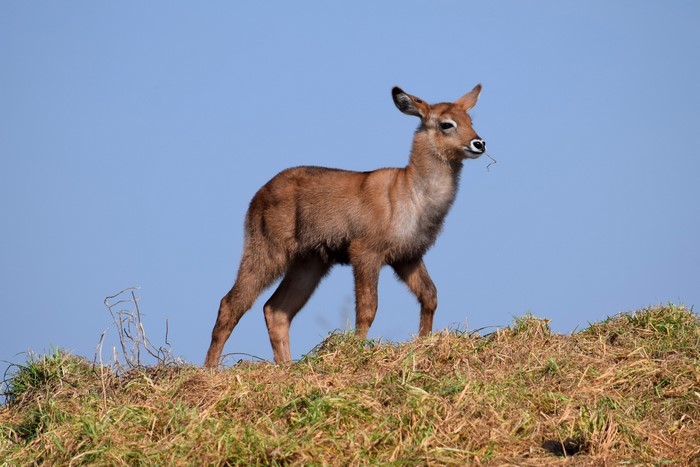 Young waterbuck standing on a grassy hill
