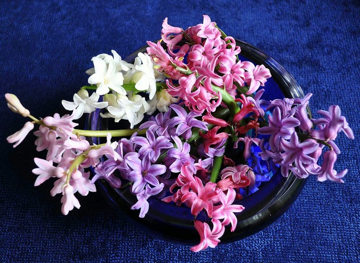 Hyacinths in a blue bowl