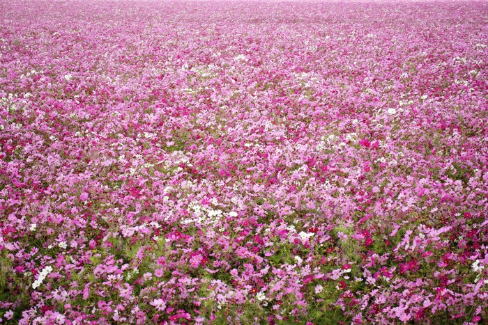 Field of pink and white cosmos flowers