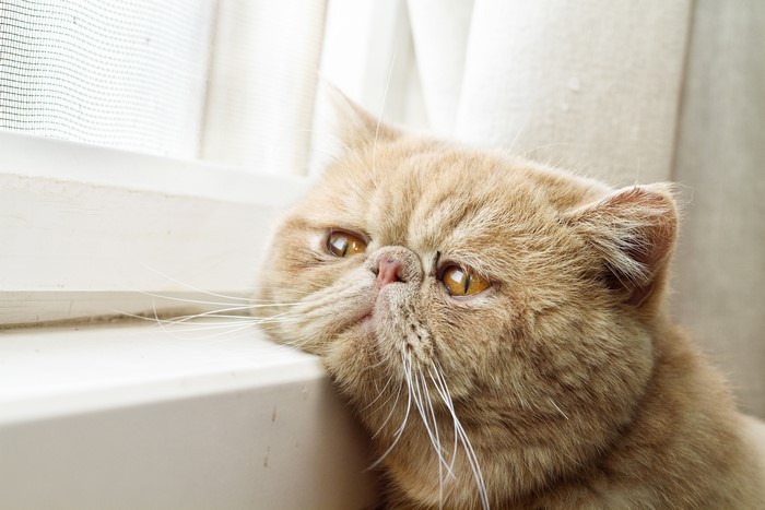 Sad Exotic Shorthair Cat Looking Out Window