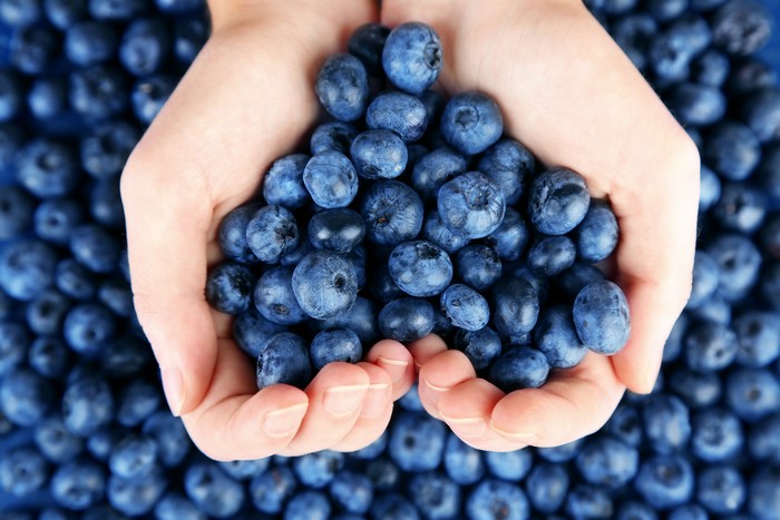 Hands holding fresh blueberries