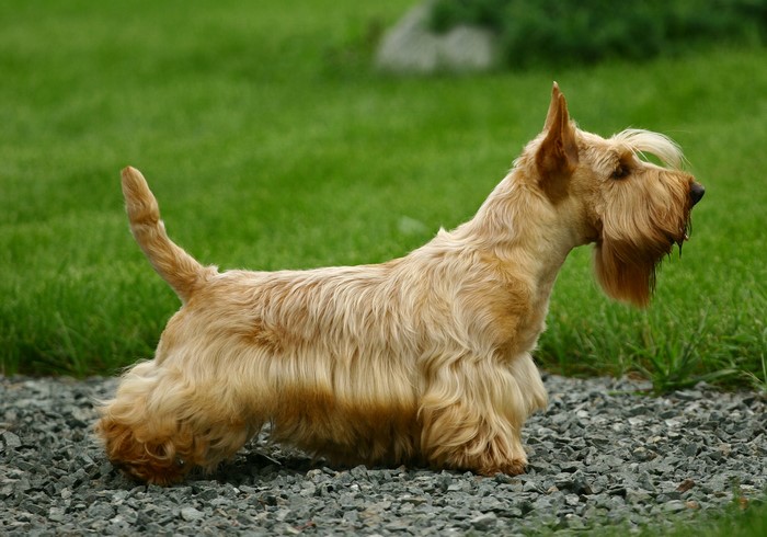 Scottish Terrier dog standing on gravel
