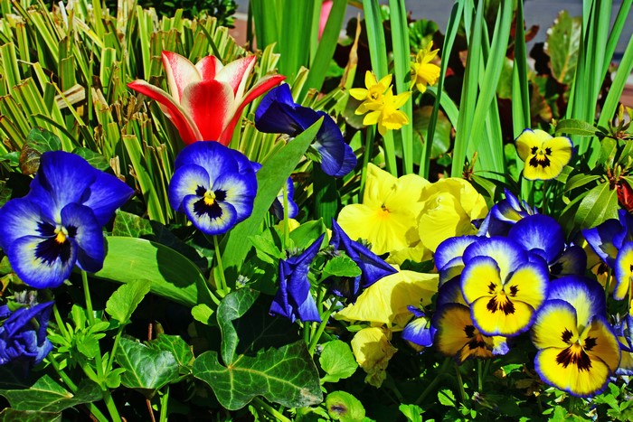 Pansies and Tulip in a Garden