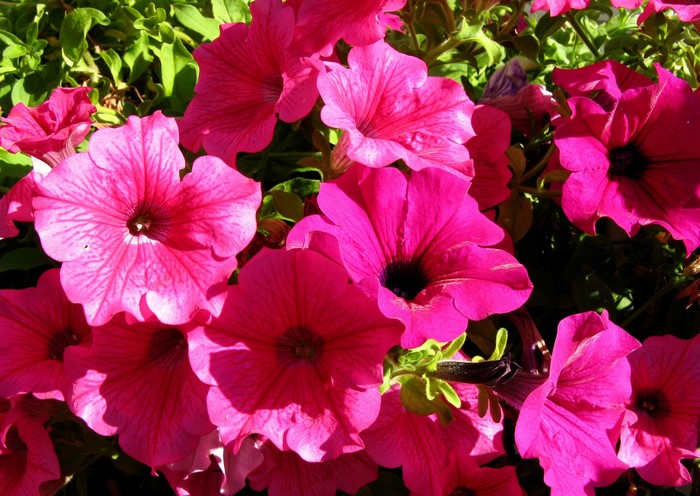 Close-up of bright pink petunias