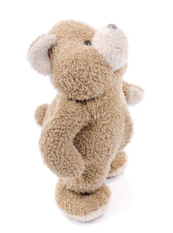 Teddy bear on a white background