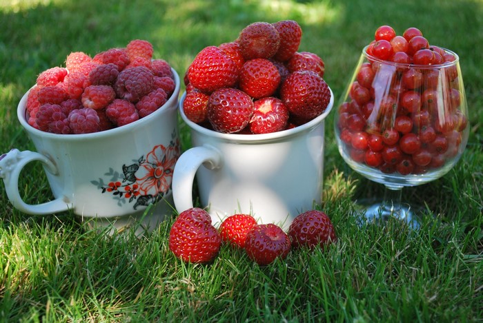 Berries in cups and stemware on grass