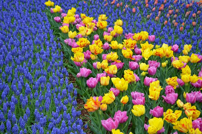 Field of Blue Hyacinths and Colorful Tulips