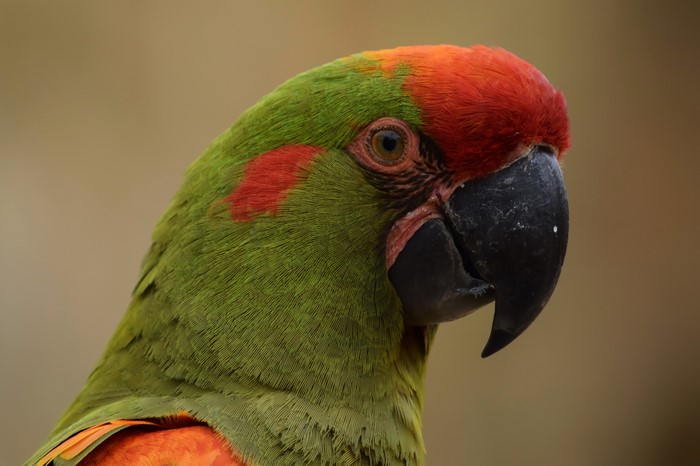 Closeup of a colorful parrot's head