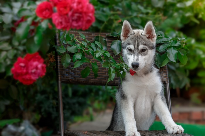 Husky puppy sitting on a chair near red roses