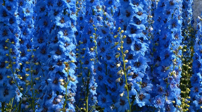 Close-up of light blue Delphinium flowers