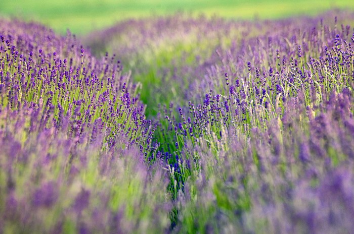 Lavender field in bloom