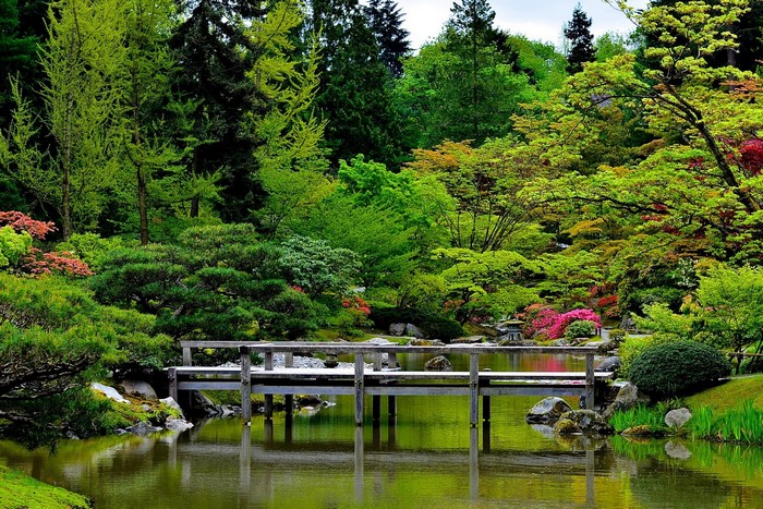 Japanese Garden with Pond and Bridge in Seattle