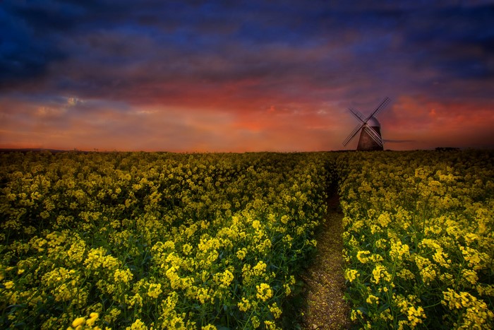 Rapeseed Field with Windmill at Sunset