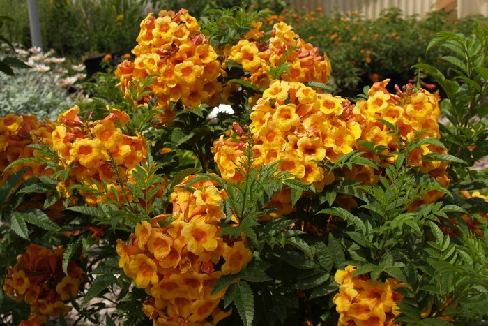 Orange Trumpet Vine Flowers