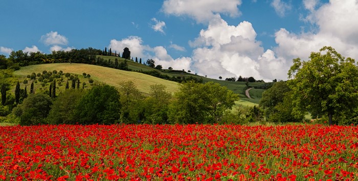 Field of poppies in Tuscany, Italy