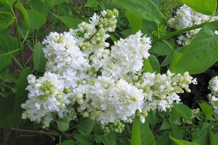 White Lilac Flowers